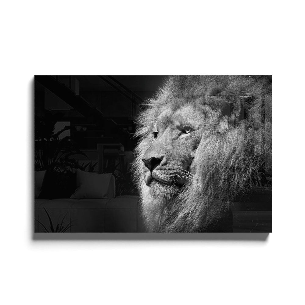 Fotografie in zwart wit van een prachtige leeuw met manen als glasschilderij op groot formaat