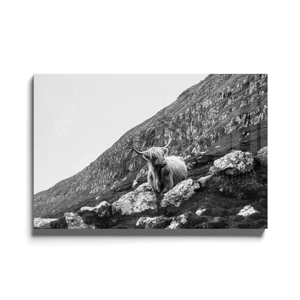 Fotografie in zwart wit van een os in landschap gebergte als glasschilderij op groot formaat
