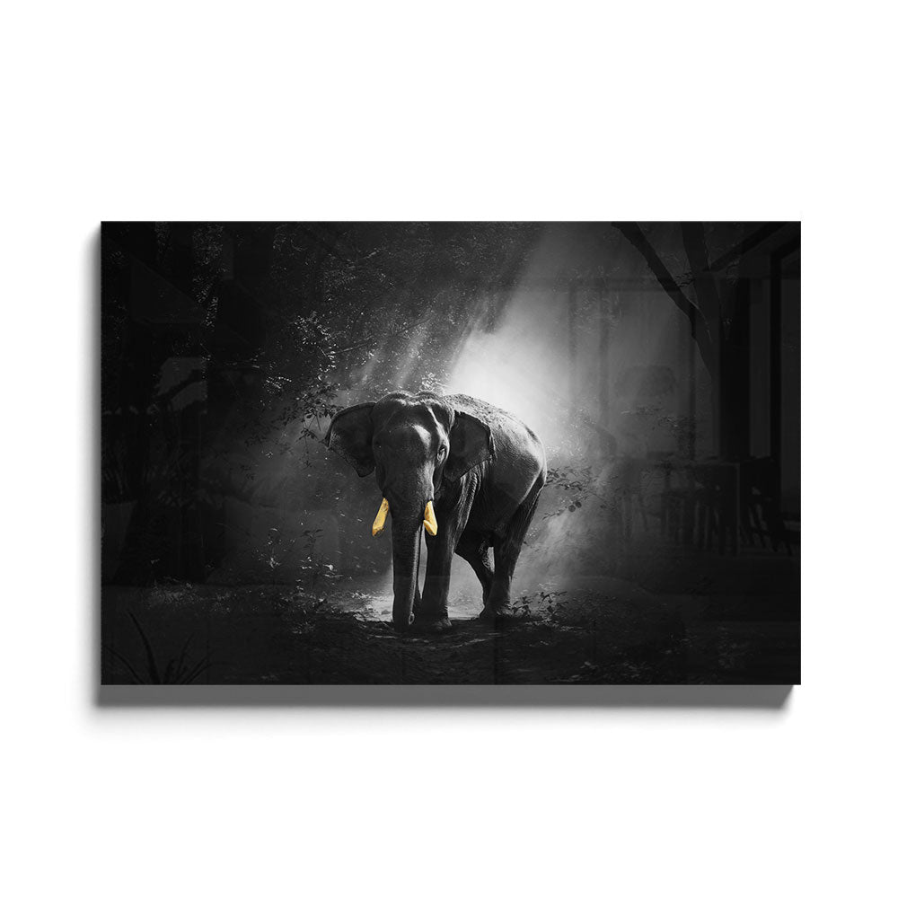 Fotografie van gouden olifant in Zwart-wit als luxe glasschilderij op groot formaat