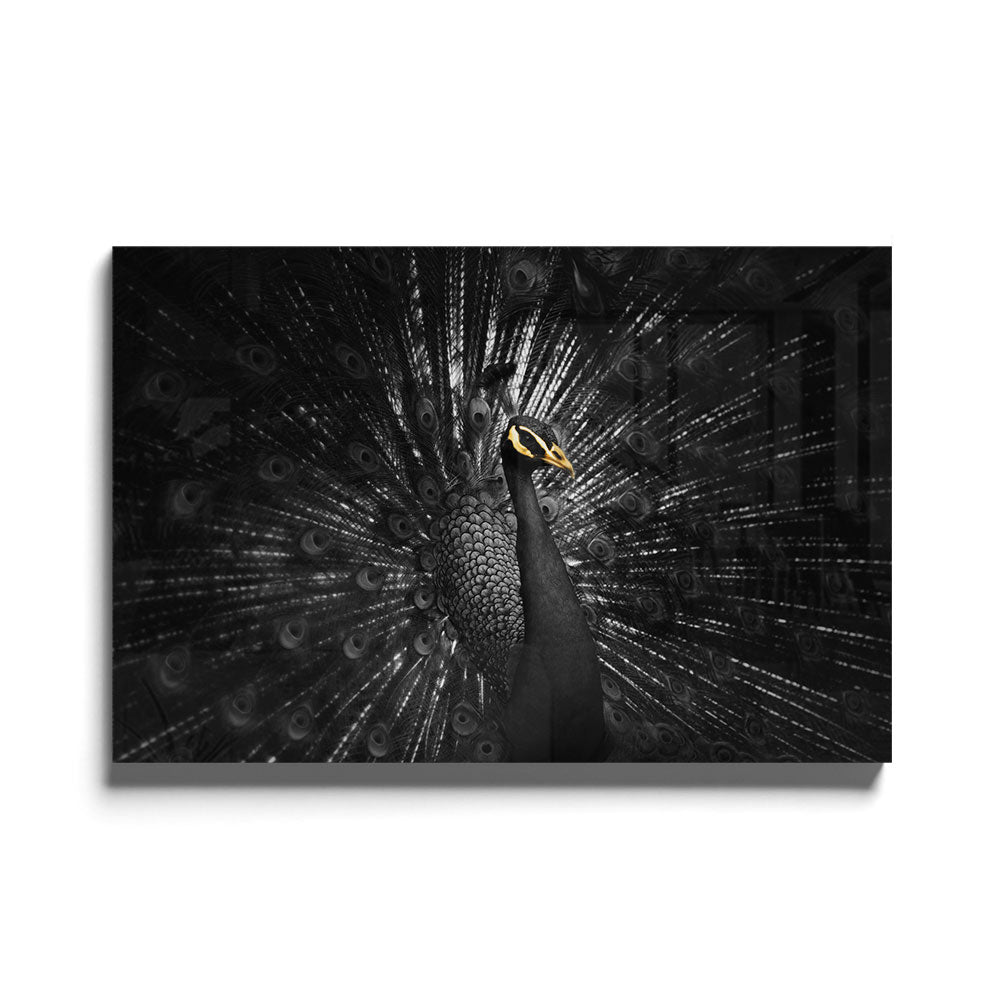 Fotografie van gouden pauw in Zwart-wit als luxe glasschilderij op groot formaat 