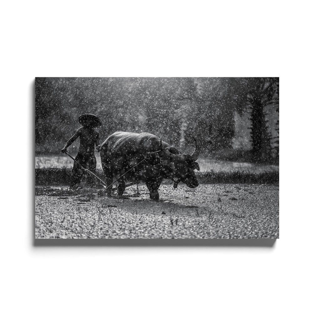 Zwart-wit fotografie van een water buffalo luxe glasschilderij op groot formaat