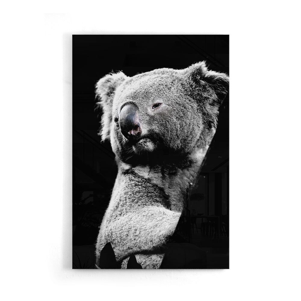 Fotografie van een schattige koala in Zwart-wit als luxe glasschilderij op groot formaat